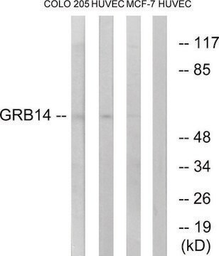 Anti-GRB14 antibody produced in rabbit affinity isolated antibody