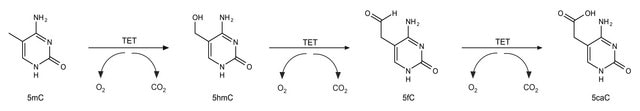 Ten Eleven Translocase TET1CD mouse recombinant, expressed in in HEK 293 cells