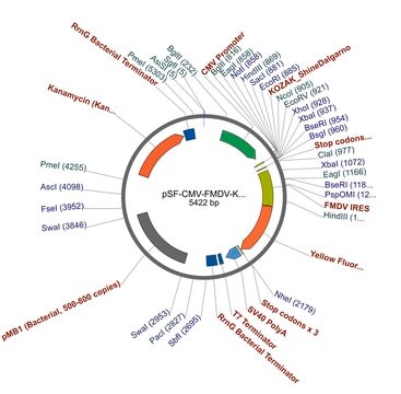 PSF-CMV-FMDV-KRYFP - FMDV IRES YFP REPORTER VECTOR plasmid vector for molecular cloning