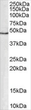 抗GATA1抗体 ヤギ宿主抗体 affinity isolated antibody, buffered aqueous solution