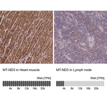 Anti-MT-ND3 antibody produced in rabbit Prestige Antibodies&#174; Powered by Atlas Antibodies, affinity isolated antibody, buffered aqueous glycerol solution