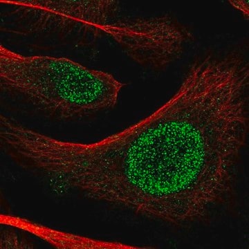 Anti-POT1 antibody produced in rabbit Prestige Antibodies&#174; Powered by Atlas Antibodies, affinity isolated antibody