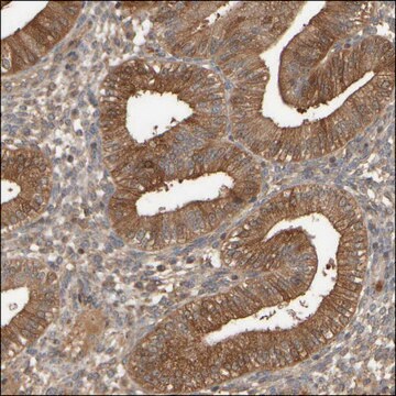 Anti-SPHK1 antibody produced in rabbit Prestige Antibodies&#174; Powered by Atlas Antibodies, affinity isolated antibody, buffered aqueous glycerol solution