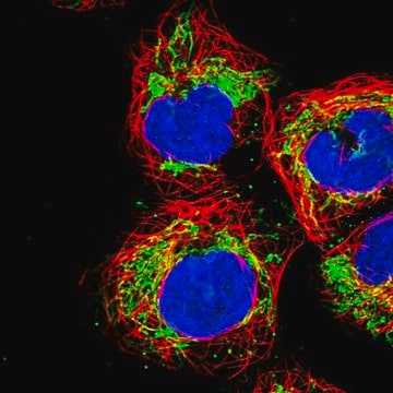 Anti-USP54 antibody produced in rabbit Prestige Antibodies&#174; Powered by Atlas Antibodies, affinity isolated antibody, buffered aqueous glycerol solution