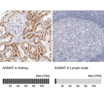 Anti-AGMAT antibody produced in rabbit Prestige Antibodies&#174; Powered by Atlas Antibodies, affinity isolated antibody, buffered aqueous glycerol solution