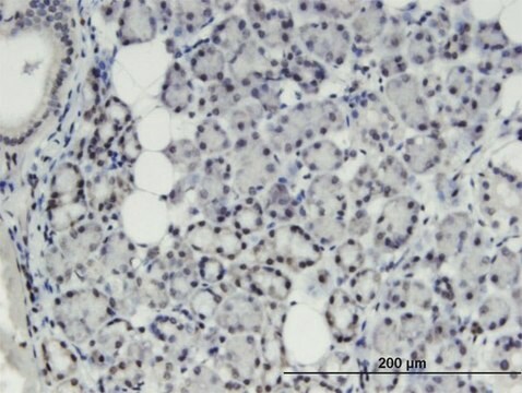 Monoclonal Anti-THRSP, (N-terminal) antibody produced in mouse clone 2F8, purified immunoglobulin, buffered aqueous solution