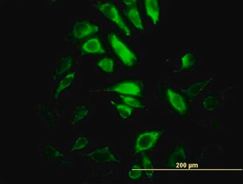 Monoclonal Anti-PSMB10 antibody produced in mouse clone 3F8, purified immunoglobulin, buffered aqueous solution