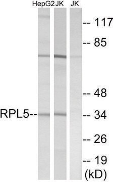 Anti-RPL5 antibody produced in rabbit affinity isolated antibody