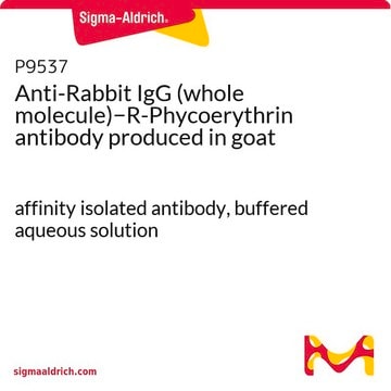 Anti-Rabbit IgG (whole molecule)&#8722;R-Phycoerythrin antibody produced in goat affinity isolated antibody, buffered aqueous solution