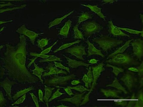 Monoclonal Anti-CAP1 antibody produced in mouse clone 4A9, purified immunoglobulin, buffered aqueous solution