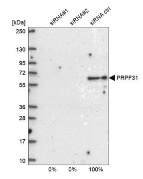 Anti-PRPF31 antibody produced in rabbit Prestige Antibodies&#174; Powered by Atlas Antibodies, affinity isolated antibody, buffered aqueous glycerol solution