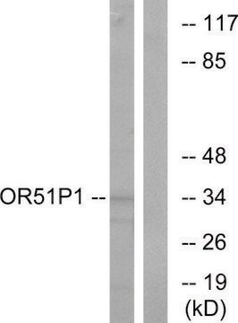 Anti-OR51D1 antibody produced in rabbit affinity isolated antibody