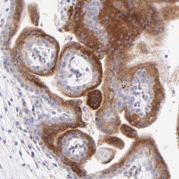 Anti-LHFPL1 antibody produced in rabbit Prestige Antibodies&#174; Powered by Atlas Antibodies, affinity isolated antibody, buffered aqueous glycerol solution