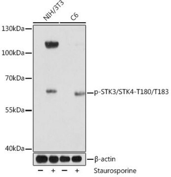 Anti-Phospho-STK3/STK4-T180/T183 antibody produced in rabbit