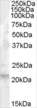 Anti-Fibroblast Growth Factor 21 antibody produced in goat affinity isolated antibody, buffered aqueous solution