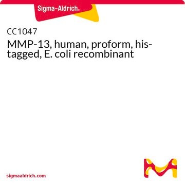 MMP-13, human, proform, his-tagged, E. coli recombinant