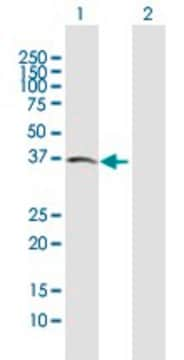 Anti-ACVR2B antibody produced in mouse purified immunoglobulin, buffered aqueous solution