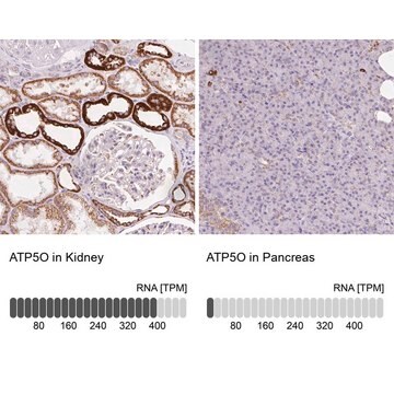 Anti-ATP5O antibody produced in rabbit Prestige Antibodies&#174; Powered by Atlas Antibodies, affinity isolated antibody, buffered aqueous glycerol solution