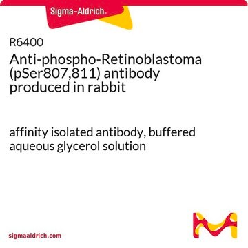 Anti-phospho-Retinoblastoma (pSer807,811) antibody produced in rabbit affinity isolated antibody, buffered aqueous glycerol solution