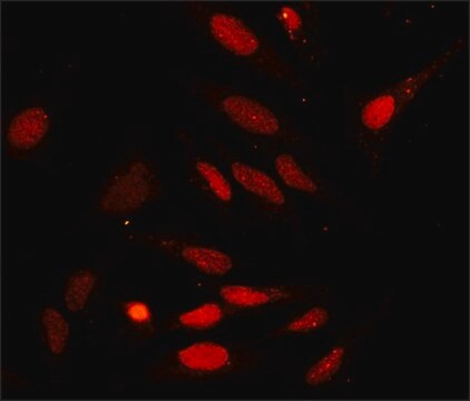 Anti-GADD153 antibody produced in rabbit affinity isolated antibody, buffered aqueous solution