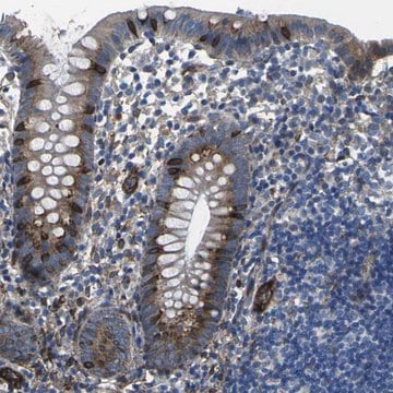 Anti-PDZD8 antibody produced in rabbit Prestige Antibodies&#174; Powered by Atlas Antibodies, affinity isolated antibody, buffered aqueous glycerol solution