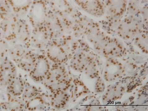 Monoclonal Anti-PPP3CA antibody produced in mouse clone 2G8, purified immunoglobulin, buffered aqueous solution