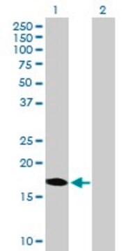 Anti-DUX3 antibody produced in mouse purified immunoglobulin, buffered aqueous solution