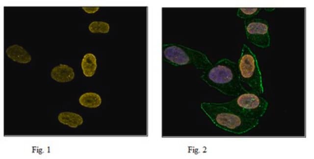 Anti-trimethyl Histone H3 (Lys27), Alexa Fluor&#8482; 647 Conjugate Antibody 0.5&#160;mg/mL, from rabbit