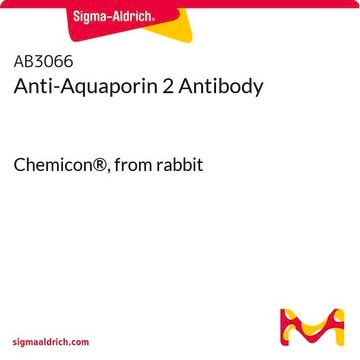 Anti-Aquaporin 2 Antibody Chemicon&#174;, from rabbit