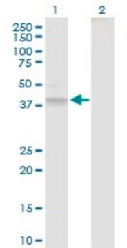 Anti-B3GAT3 antibody produced in rabbit purified immunoglobulin, buffered aqueous solution