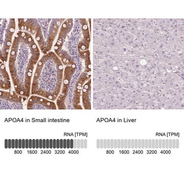 抗APOA4抗体 ウサギ宿主抗体 Prestige Antibodies&#174; Powered by Atlas Antibodies, affinity isolated antibody, buffered aqueous glycerol solution