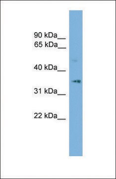 Anti-SLC25A19 antibody produced in rabbit affinity isolated antibody