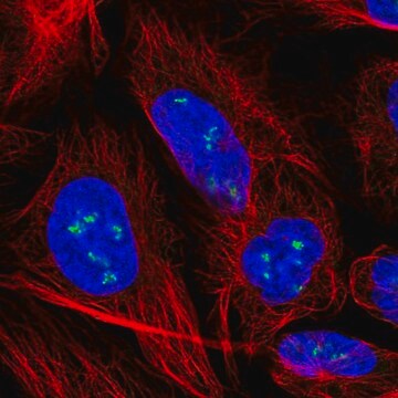 Anti-YY1AP1 antibody produced in rabbit Prestige Antibodies&#174; Powered by Atlas Antibodies, affinity isolated antibody