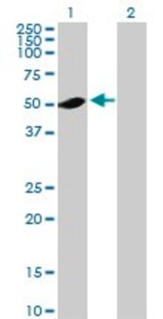 Anti-ADSL antibody produced in mouse purified immunoglobulin, buffered aqueous solution