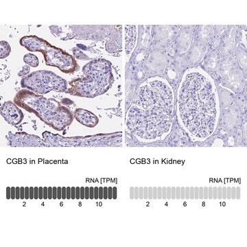 Anti-CGB3 antibody produced in rabbit Prestige Antibodies&#174; Powered by Atlas Antibodies, affinity isolated antibody, buffered aqueous glycerol solution