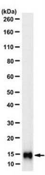 Anti-Profilin IIa Antibody, clone PF2A1-8F8