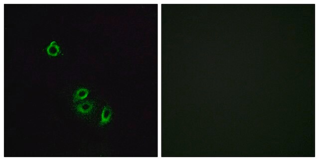 Anti-OR2L5, C-Terminal antibody produced in rabbit affinity isolated antibody