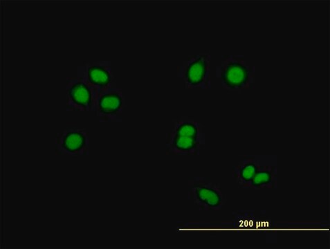 Anti-RASSF8 antibody produced in mouse purified immunoglobulin, buffered aqueous solution