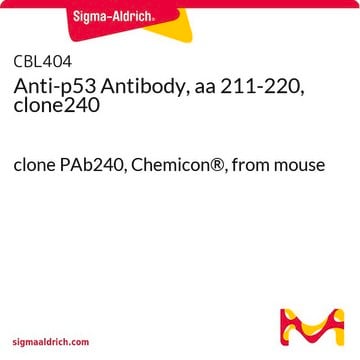 Anti-p53-Antikörper, AS&nbsp;211–220, Klon&nbsp;240 clone PAb240, Chemicon&#174;, from mouse