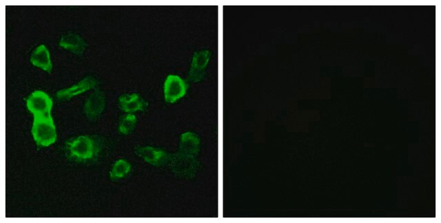 Anti-OR5P2 antibody produced in rabbit affinity isolated antibody