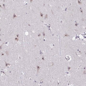 Anti-CEP72 antibody produced in rabbit Prestige Antibodies&#174; Powered by Atlas Antibodies, affinity isolated antibody, buffered aqueous glycerol solution