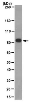 Anticorps anti-grand antigène&nbsp;T du virus&nbsp;SV40, clone&nbsp;PAb416 clone PAb416, from mouse