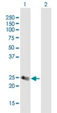 Anti-SECTM1, (C-terminal) antibody produced in mouse purified immunoglobulin, buffered aqueous solution