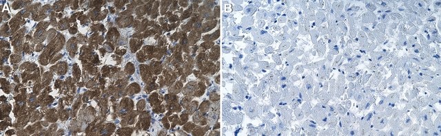 Anti-Laminin &#945;2 80 kDa Antibody, clone 5H2 ZooMAb&#174; Mouse Monoclonal recombinant, expressed in HEK 293 cells