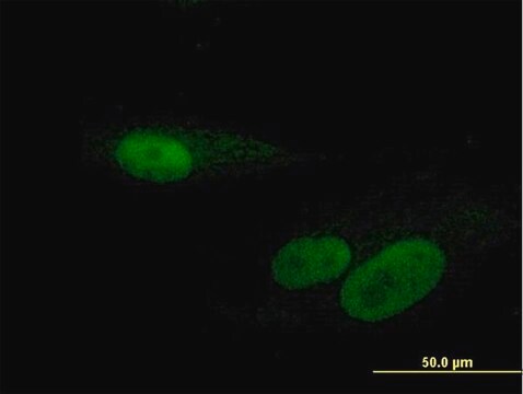 Anti-RBMY1F antibody produced in mouse IgG fraction of antiserum, buffered aqueous solution