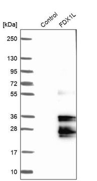 Anti-FDX2 antibody produced in rabbit Prestige Antibodies&#174; Powered by Atlas Antibodies, affinity isolated antibody, buffered aqueous glycerol solution