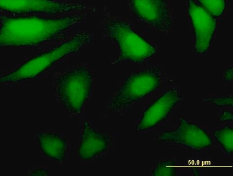 Monoclonal Anti-DDX43 antibody produced in mouse clone 3G12, purified immunoglobulin, buffered aqueous solution