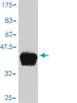 Monoclonal Anti-APOC4 antibody produced in mouse clone 3D10, purified immunoglobulin, buffered aqueous solution