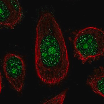 Anti-ZNF16 antibody produced in rabbit Prestige Antibodies&#174; Powered by Atlas Antibodies, affinity isolated antibody