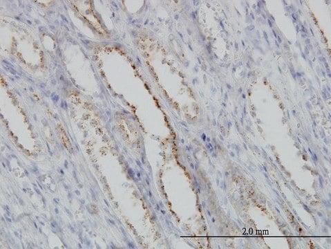 Monoclonal Anti-CAPNS1 antibody produced in mouse clone 3C4, purified immunoglobulin, buffered aqueous solution